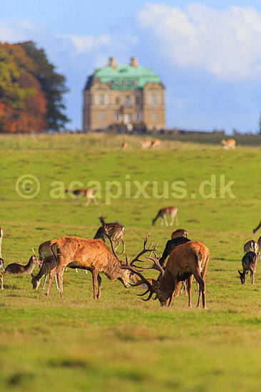 Kronhjort. Kronhjorte gr�sser p� Eremitagesletten sammen med d�dyr med Eremitage Slottet i baggrunden; Cervus elaphus; J�gersborg Dyrehave (Dyrehaven) / Sj�lland; ; ; pattedyr; Hjorte, kronhjorte, krondyr, Cervidae, Parrett�ede hovdyr, Artiodactyla, Eremitageslottet