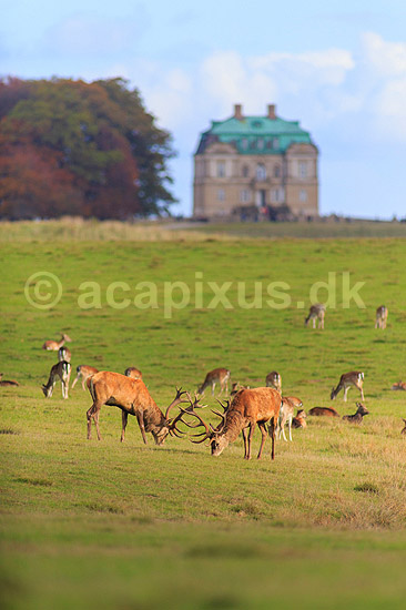 Kronhjort. Kronhjorte gr�sser p� Eremitagesletten sammen med d�dyr med Eremitage Slottet i baggrunden; Cervus elaphus; J�gersborg Dyrehave (Dyrehaven) / Sj�lland; ; ; pattedyr; Hjorte, kronhjorte, krondyr, Cervidae, Parrett�ede hovdyr, Artiodactyla, Eremitageslottet