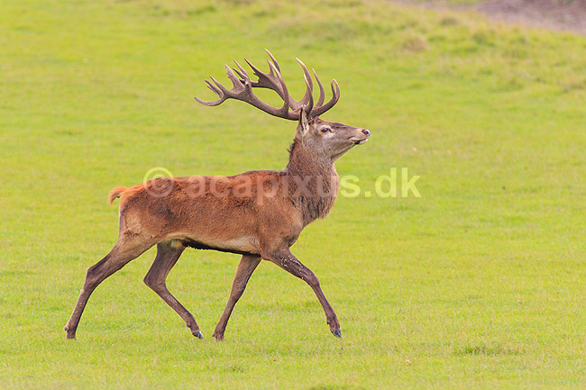 Kronhjort. Kronhjort p� Eremitagesletten; Cervus elaphus; J�gersborg Dyrehave (Dyrehaven) / Sj�lland; ; ; pattedyr; Hjorte, kronhjorte, krondyr, Cervidae, Parrett�ede hovdyr, Artiodactyla