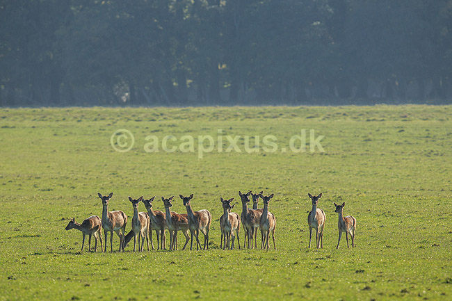 D�dyr. D�dyr p� vej imod brunstpladsen i Dyrehaven; Dama dama; J�gersborg Dyrehave / Sj�lland; ; ; pattedyr; Hjorte, Cervidae, Parrett�ede hovdyr, Artiodactyla, hjort, d�vildt, gevir, fuldskuffel, dr�vtygger, brunst, fallow deer, d�hjort, dovhjort