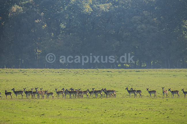 D�dyr. D�dyr p� vej imod brunstpladsen i Dyrehaven; Dama dama; J�gersborg Dyrehave / Sj�lland; ; ; pattedyr; Hjorte, Cervidae, Parrett�ede hovdyr, Artiodactyla, hjort, d�vildt, gevir, fuldskuffel, dr�vtygger, brunst, fallow deer, d�hjort, dovhjort