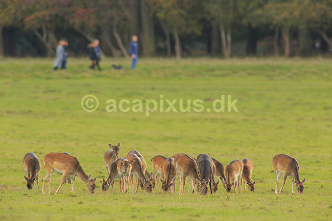 D�dyr. D�dyr p� vej imod brunstpladsen i Dyrehaven; Dama dama; J�gersborg Dyrehave / Sj�lland; ; ; pattedyr; Hjorte, Cervidae, Parrett�ede hovdyr, Artiodactyla, hjort, d�vildt, gevir, fuldskuffel, dr�vtygger, brunst, fallow deer, d�hjort, dovhjort