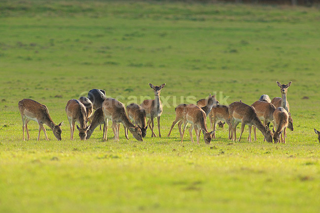 D�dyr. D�dyr p� vej imod brunstpladsen i Dyrehaven; Dama dama; J�gersborg Dyrehave / Sj�lland; ; ; pattedyr; Hjorte, Cervidae, Parrett�ede hovdyr, Artiodactyla, hjort, d�vildt, gevir, fuldskuffel, dr�vtygger, brunst, fallow deer, d�hjort, dovhjort