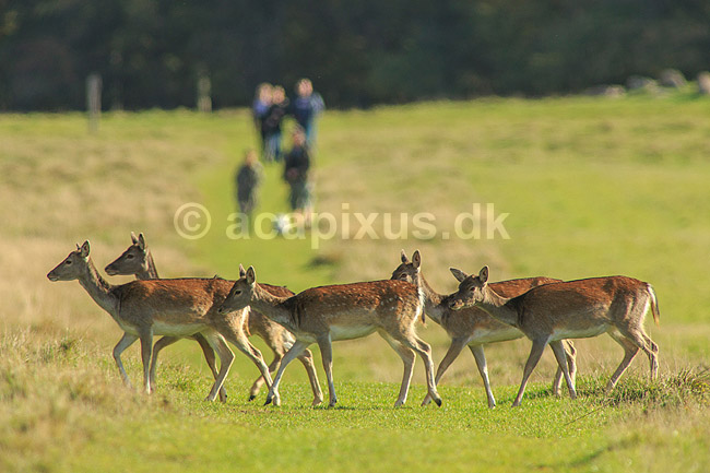 D�dyr. D�dyr p� vej imod brunstpladsen i Dyrehaven; Dama dama; J�gersborg Dyrehave / Sj�lland; ; ; pattedyr; Hjorte, Cervidae, Parrett�ede hovdyr, Artiodactyla, hjort, d�vildt, gevir, fuldskuffel, dr�vtygger, brunst, fallow deer, d�hjort, dovhjort