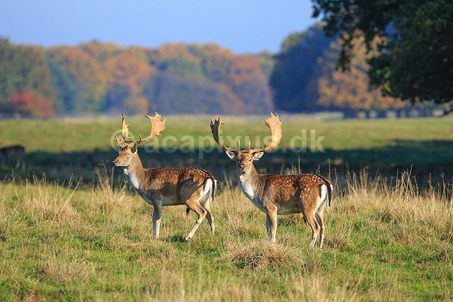 D�dyr. D�dyr p� brunstpladsen i Dyrehaven; Dama dama; J�gersborg Dyrehave / Sj�lland; ; ; pattedyr; Hjorte, Cervidae, Parrett�ede hovdyr, Artiodactyla, hjort, d�vildt, gevir, fuldskuffel, dr�vtygger, brunst, fallow deer, d�hjort, dovhjort