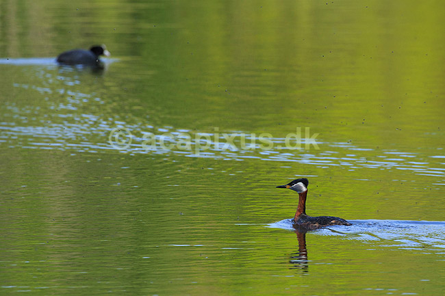 Gr�strubet lappedykker; Podiceps griseigena; Skallemose S� / Hareskoven; ; ; fugle; Lappedykkere, Podicipedidae, Podicipediformes