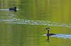 Gr�strubet lappedykker Podiceps griseigena Skallemose S� / Hareskoven   fugle Lappedykkere, Podicipedidae, Podicipediformes