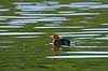 Blish�nekylling. Blish�ne kylling Fulica atra Skallemose S� / Hareskoven   fugle Blish�ne, Vandh�ns, Rallidae, Tranefugle, Gruiformes