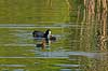 Blish�ns. Blish�ne fodrer kyllinger Fulica atra Skallemose S� / Hareskoven   fugle Blish�ne, Vandh�ns, Rallidae, Tranefugle, Gruiformes, Blish�nekylling