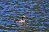 Nordisk Lappedykker Podiceps auritus H�kens�sen Sverige  fugle Lappedykkere, Podicipedidae, Podicipediformes