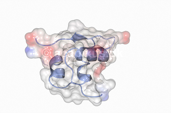 Insulin. Insulin molekyle model - hormon til behandling af sukkersyge eller diabetes mellitus. Insulin er et peptidhormon som regulerer kulhydraters metabolisme; ; ; ; ; ; videnskab biokemi