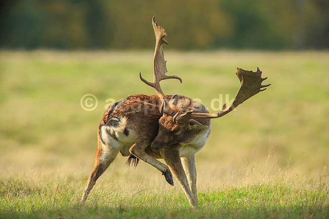 D�dyr. D�hjorte ordner pelsen p� brunstpladsen i Dyrehaven; Dama dama; J�gersborg Dyrehave / Sj�lland; ; ; pattedyr; Hjorte, Cervidae, Parrett�ede hovdyr, Artiodactyla, hjort, d�vildt, gevir, fuldskuffel, dr�vtygger, brunst, fallow deer, d�hjort, dovhjort, Dyrehaven