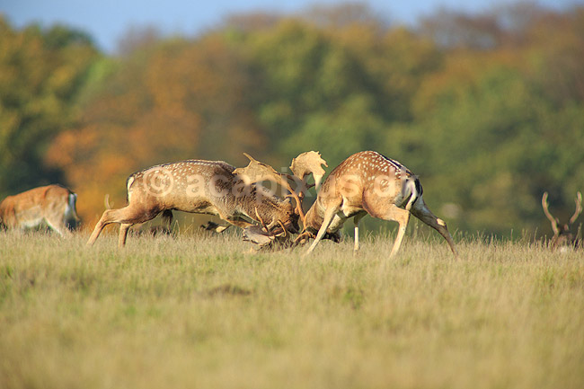 D�dyr. D�hjorte k�mper p� brunstpladsen i Dyrehaven; Dama dama; J�gersborg Dyrehave / Sj�lland; ; ; pattedyr; Hjorte, Cervidae, Parrett�ede hovdyr, Artiodactyla, hjort, d�vildt, gevir, fuldskuffel, dr�vtygger, brunst, fallow deer, d�hjort, dovhjort, Dyrehaven
