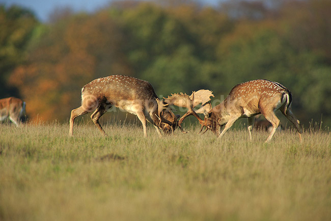 D�dyr. D�hjorte k�mper p� brunstpladsen i Dyrehaven; Dama dama; J�gersborg Dyrehave / Sj�lland; ; ; pattedyr; Hjorte, Cervidae, Parrett�ede hovdyr, Artiodactyla, hjort, d�vildt, gevir, fuldskuffel, dr�vtygger, brunst, fallow deer, d�hjort, dovhjort, Dyrehaven