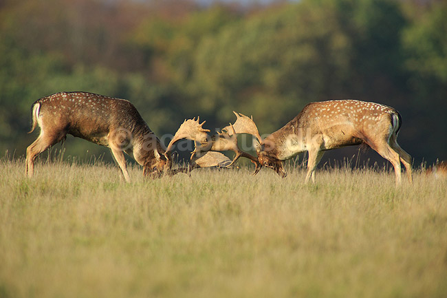 D�dyr. D�hjorte k�mper p� brunstpladsen i Dyrehaven; Dama dama; J�gersborg Dyrehave / Sj�lland; ; ; pattedyr; Hjorte, Cervidae, Parrett�ede hovdyr, Artiodactyla, hjort, d�vildt, gevir, fuldskuffel, dr�vtygger, brunst, fallow deer, d�hjort, dovhjort, Dyrehaven
