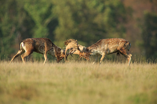 D�dyr. D�hjorte k�mper p� brunstpladsen i Dyrehaven; Dama dama; J�gersborg Dyrehave / Sj�lland; ; ; pattedyr; Hjorte, Cervidae, Parrett�ede hovdyr, Artiodactyla, hjort, d�vildt, gevir, fuldskuffel, dr�vtygger, brunst, fallow deer, d�hjort, dovhjort, Dyrehaven