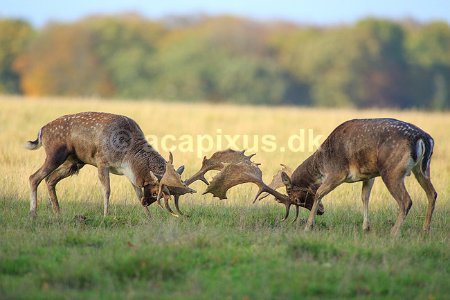 D�dyr. D�hjorte k�mper p� brunstpladsen i Dyrehaven; Dama dama; J�gersborg Dyrehave / Sj�lland; ; ; pattedyr; Hjorte, Cervidae, Parrett�ede hovdyr, Artiodactyla, hjort, d�vildt, gevir, fuldskuffel, dr�vtygger, brunst, fallow deer, d�hjort, dovhjort, Dyrehaven