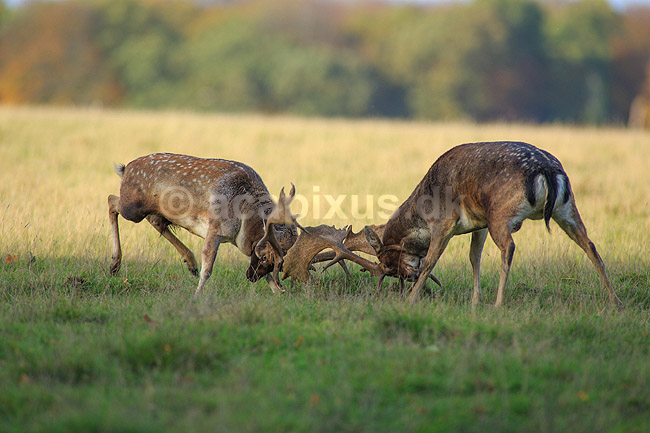 D�dyr. D�hjorte k�mper p� brunstpladsen i Dyrehaven; Dama dama; J�gersborg Dyrehave / Sj�lland; ; ; pattedyr; Hjorte, Cervidae, Parrett�ede hovdyr, Artiodactyla, hjort, d�vildt, gevir, fuldskuffel, dr�vtygger, brunst, fallow deer, d�hjort, dovhjort, Dyrehaven
