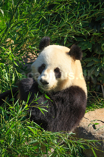 Stor panda. Pandabj�rn spiser bambus i K�benhavns Zoologiske Have; Ailuropoda melanoleuca; K�benhavns Zoologiske Have, ZOO / K�benhavn; ; ; pattedyr; Stor panda, k�mpepanda, bambusbj�rn, Halvbj�rne, Procyonidae