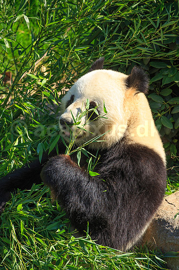 Stor panda. Pandabj�rn spiser bambus i K�benhavns Zoologiske Have; Ailuropoda melanoleuca; K�benhavns Zoologiske Have, ZOO / K�benhavn; ; ; pattedyr; Stor panda, k�mpepanda, bambusbj�rn, Halvbj�rne, Procyonidae