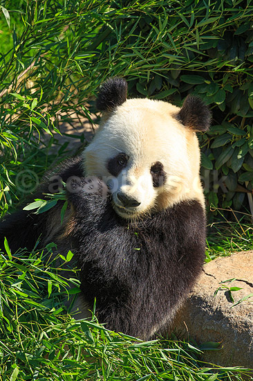 Stor panda. Pandabj�rn spiser bambus i K�benhavns Zoologiske Have; Ailuropoda melanoleuca; K�benhavns Zoologiske Have, ZOO / K�benhavn; ; ; pattedyr; Stor panda, k�mpepanda, bambusbj�rn, Halvbj�rne, Procyonidae