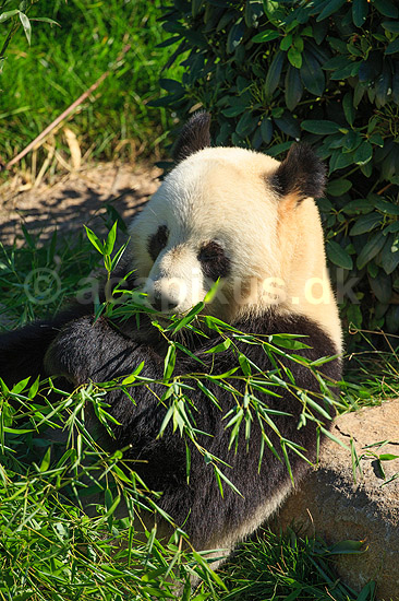 Stor panda. Pandabj�rn spiser bambus i K�benhavns Zoologiske Have; Ailuropoda melanoleuca; K�benhavns Zoologiske Have, ZOO / K�benhavn; ; ; pattedyr; Stor panda, k�mpepanda, bambusbj�rn, Halvbj�rne, Procyonidae