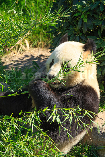 Stor panda. Pandabj�rn spiser bambus i K�benhavns Zoologiske Have; Ailuropoda melanoleuca; K�benhavns Zoologiske Have, ZOO / K�benhavn; ; ; pattedyr; Stor panda, k�mpepanda, bambusbj�rn, Halvbj�rne, Procyonidae