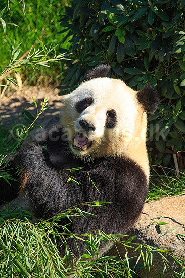 Stor panda. Pandabj�rn spiser bambus i K�benhavns Zoologiske Have; Ailuropoda melanoleuca; K�benhavns Zoologiske Have, ZOO / K�benhavn; ; ; pattedyr; Stor panda, k�mpepanda, bambusbj�rn, Halvbj�rne, Procyonidae