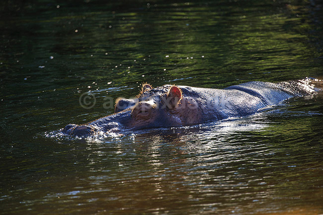 Flodhest. Flodhest i vandbassin; Hippopotamus amphibius; K�benhavns Zoologiske Have, ZOO / K�benhavn; ; ; pattedyr; Parrett�ede hovdyr, Artiodactyla, Flodheste, Hippopotamidae
