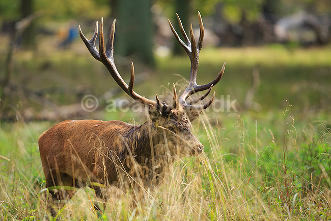 Kronhjort. Kronhjort under brunst perioden; Cervus elaphus; J�gersborg Dyrehave / Sj�lland; ; ; pattedyr; Hjorte, kronhjorte, Cervidae, Parrett�ede hovdyr, Artiodactyla, Krondyr, Red deer, kronvildt, krondyr, kronhjorte, brunst, hjort