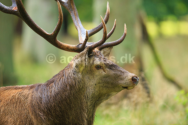 Kronhjort. Kronhjort under brunst perioden; Cervus elaphus; J�gersborg Dyrehave / Sj�lland; ; ; pattedyr; Hjorte, kronhjorte, Cervidae, Parrett�ede hovdyr, Artiodactyla, Krondyr, Red deer, kronvildt, krondyr, kronhjorte, brunst, hjort