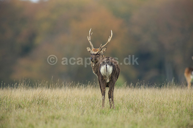 Sika. Sikahjort i Dyrehaven; Cervus nippon; J�gersborg Dyrehave / Sj�lland; ; ; pattedyr; Hjorte, Cervidae, Parrett�ede hovdyr, Artiodactyla, hjort, sikahjort