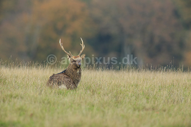 Sika. Sikahjort i Dyrehaven; Cervus nippon; J�gersborg Dyrehave / Sj�lland; ; ; pattedyr; Hjorte, Cervidae, Parrett�ede hovdyr, Artiodactyla, hjort, sikahjort