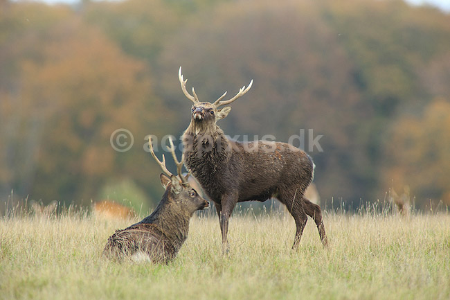 Sika. Sikahjorte i Dyrehaven; Cervus nippon; J�gersborg Dyrehave / Sj�lland; ; ; pattedyr; Hjorte, Cervidae, Parrett�ede hovdyr, Artiodactyla, hjort, sikahjort