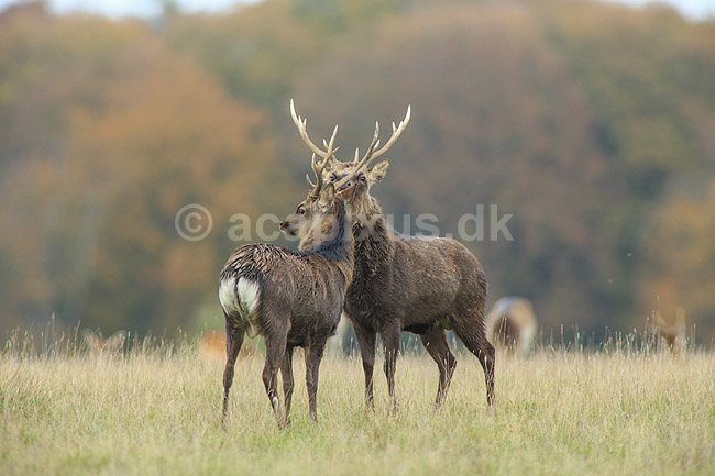 Sika. Sikahjorte i Dyrehaven; Cervus nippon; J�gersborg Dyrehave / Sj�lland; ; ; pattedyr; Hjorte, Cervidae, Parrett�ede hovdyr, Artiodactyla, hjort, sikahjort