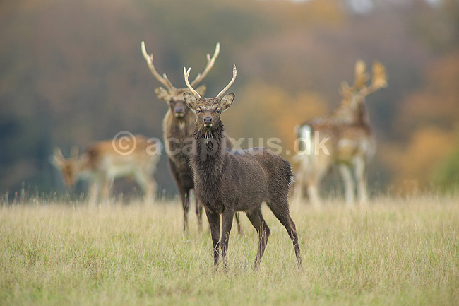 Sika. Sikahjorte i Dyrehaven; Cervus nippon; J�gersborg Dyrehave / Sj�lland; ; ; pattedyr; Hjorte, Cervidae, Parrett�ede hovdyr, Artiodactyla, hjort, sikahjort