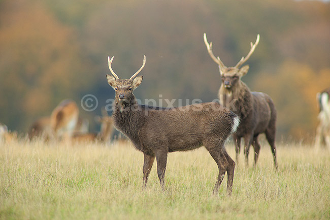 Sika. Sikahjorte i Dyrehaven; Cervus nippon; J�gersborg Dyrehave / Sj�lland; ; ; pattedyr; Hjorte, Cervidae, Parrett�ede hovdyr, Artiodactyla, hjort, sikahjort