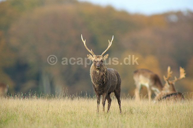 Sika. Sikahjort i Dyrehaven; Cervus nippon; J�gersborg Dyrehave / Sj�lland; ; ; pattedyr; Hjorte, Cervidae, Parrett�ede hovdyr, Artiodactyla, hjort, sikahjort