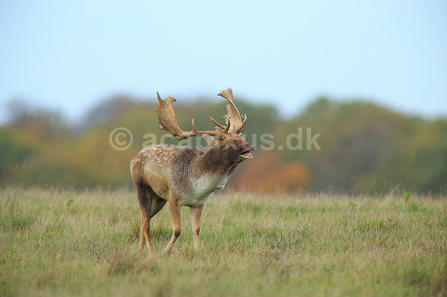 D�dyr. D�hjort br�ler p� brunstpladsen i Dyrehaven; Dama dama; J�gersborg Dyrehave / Sj�lland; ; ; pattedyr; Hjorte, Cervidae, Parrett�ede hovdyr, Artiodactyla, hjort, d�vildt, gevir, fuldskuffel, dr�vtygger, brunst, fallow deer, d�hjort, dovhjort, Dyrehaven