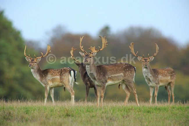 D�dyr. Unge d�hjorte p� brunstpladsen i Dyrehaven; Dama dama; J�gersborg Dyrehave / Sj�lland; ; ; pattedyr; Hjorte, Cervidae, Parrett�ede hovdyr, Artiodactyla, hjort, d�vildt, gevir, fuldskuffel, dr�vtygger, brunst, fallow deer, d�hjort, dovhjort, Dyrehaven