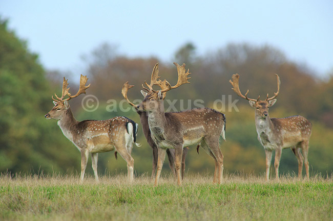 D�dyr. Unge d�hjorte p� brunstpladsen i Dyrehaven; Dama dama; J�gersborg Dyrehave / Sj�lland; ; ; pattedyr; Hjorte, Cervidae, Parrett�ede hovdyr, Artiodactyla, hjort, d�vildt, gevir, fuldskuffel, dr�vtygger, brunst, fallow deer, d�hjort, dovhjort, Dyrehaven