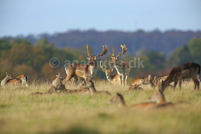 D�dyr. D�hjorte p� brunstpladsen i Dyrehaven - d�erne hviler sig i gr�sset; Dama dama; J�gersborg Dyrehave / Sj�lland; ; ; pattedyr; Hjorte, Cervidae, Parrett�ede hovdyr, Artiodactyla, hjort, d�vildt, gevir, fuldskuffel, dr�vtygger, brunst, fallow deer, d�hjort, dovhjort, Dyrehaven