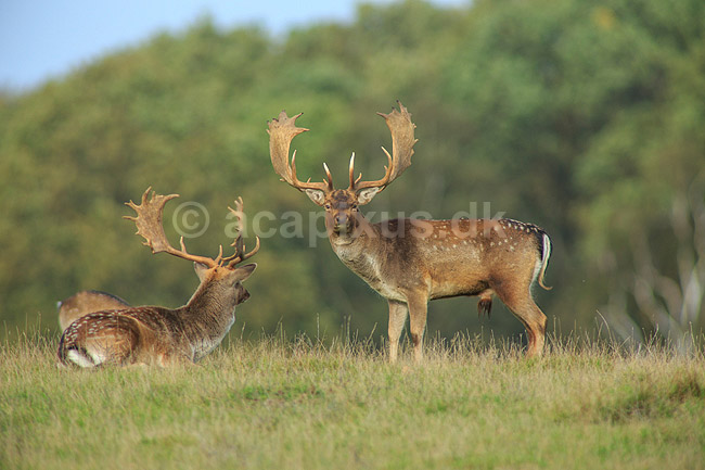 D�dyr. D�hjorte p� brunstpladsen i Dyrehaven; Dama dama; J�gersborg Dyrehave / Sj�lland; ; ; pattedyr; Hjorte, Cervidae, Parrett�ede hovdyr, Artiodactyla, hjort, d�vildt, gevir, fuldskuffel, dr�vtygger, brunst, fallow deer, d�hjort, dovhjort, Dyrehaven