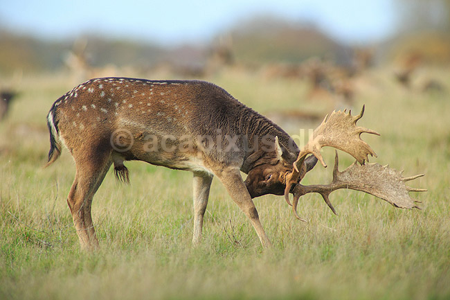 D�dyr. D�hjort ordner pelsen p� brunstpladsen i Dyrehaven; Dama dama; J�gersborg Dyrehave / Sj�lland; ; ; pattedyr; Hjorte, Cervidae, Parrett�ede hovdyr, Artiodactyla, hjort, d�vildt, gevir, fuldskuffel, dr�vtygger, brunst, fallow deer, d�hjort, dovhjort, Dyrehaven