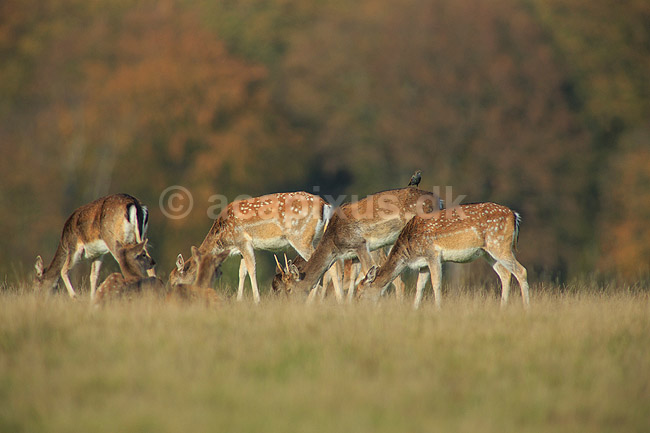 D�dyr. D�dyr p� brunstpladsen i Dyrehaven - med en st�r hvilende p� rumpen; Dama dama; J�gersborg Dyrehave / Sj�lland; ; ; pattedyr; Hjorte, Cervidae, Parrett�ede hovdyr, Artiodactyla, hjort, d�vildt, gevir, fuldskuffel, dr�vtygger, brunst, fallow deer, d�hjort, dovhjort, Dyrehaven