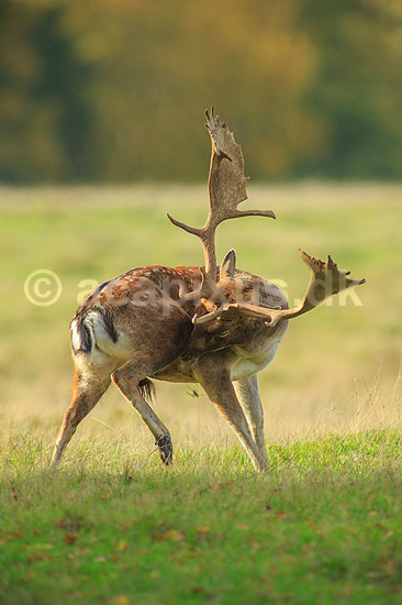 D�dyr. D�hjort ordner pelsen p� brunstpladsen i Dyrehaven; Dama dama; J�gersborg Dyrehave / Sj�lland; ; ; pattedyr; Hjorte, Cervidae, Parrett�ede hovdyr, Artiodactyla, hjort, d�vildt, gevir, fuldskuffel, dr�vtygger, brunst, fallow deer, d�hjort, dovhjort, Dyrehaven