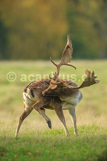 D�dyr. D�hjort ordner pelsen p� brunstpladsen i Dyrehaven; Dama dama; J�gersborg Dyrehave / Sj�lland; ; ; pattedyr; Hjorte, Cervidae, Parrett�ede hovdyr, Artiodactyla, hjort, d�vildt, gevir, fuldskuffel, dr�vtygger, brunst, fallow deer, d�hjort, dovhjort, Dyrehaven