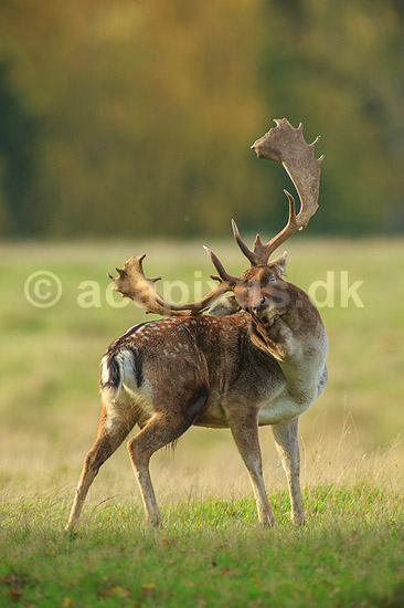 D�dyr. D�hjort ordner pelsen p� brunstpladsen i Dyrehaven; Dama dama; J�gersborg Dyrehave / Sj�lland; ; ; pattedyr; Hjorte, Cervidae, Parrett�ede hovdyr, Artiodactyla, hjort, d�vildt, gevir, fuldskuffel, dr�vtygger, brunst, fallow deer, d�hjort, dovhjort, Dyrehaven