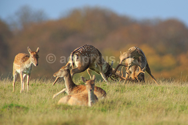 D�dyr. D�hjorte k�mper p� brunstpladsen i Dyrehaven; Dama dama; J�gersborg Dyrehave / Sj�lland; ; ; pattedyr; Hjorte, Cervidae, Parrett�ede hovdyr, Artiodactyla, hjort, d�vildt, gevir, fuldskuffel, dr�vtygger, brunst, fallow deer, d�hjort, dovhjort, Dyrehaven