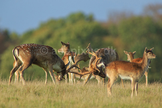 D�dyr. D�hjorte k�mper p� brunstpladsen i Dyrehaven; Dama dama; J�gersborg Dyrehave / Sj�lland; ; ; pattedyr; Hjorte, Cervidae, Parrett�ede hovdyr, Artiodactyla, hjort, d�vildt, gevir, fuldskuffel, dr�vtygger, brunst, fallow deer, d�hjort, dovhjort, Dyrehaven
